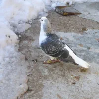 کبوتر|پرنده|مشهد, شهید قربانی|دیوار