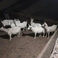 7 راس بز سانن درجه یک|حیوانات مزرعه|تربت جام, میان جام|دیوار