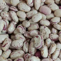 لوبیا چیتی درجه۱