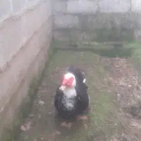 اردک اسرائیلی