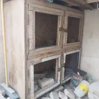 پرنده کبوتر