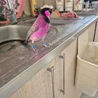 قناری یه جفت.دستی