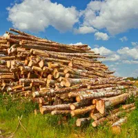 خریدار چوب میوه|خدمات باغبانی و درختکاری|تاکستان, |دیوار