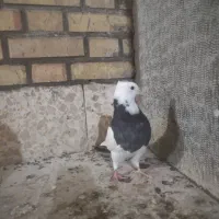 طوقی دوتا و سینه ای بچ|پرنده|دزفول, |دیوار