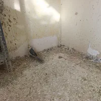 ۳ تا طوطی عروس پرهاشون کامل در نیومده. حدودا ۱ سال|پرنده|قزوین, |دیوار