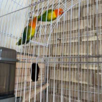 فروش جفت یووینگ گلد