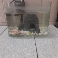 اکواریوم کوچک