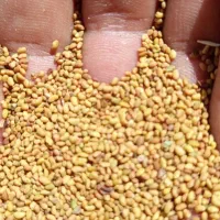 فروش بذر یونجه