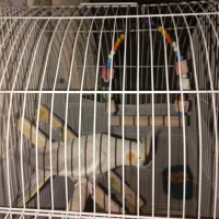 عروس هلندی|پرنده|اسلامشهر, مظفریه|دیوار