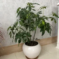 گل آپارتمانی|گل و گیاه طبیعی|صدرا-فارس, فاز ۱|دیوار