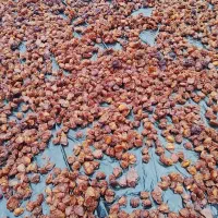 اسکیت حرفه ای