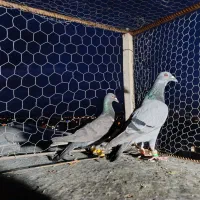 کبود نر خطی|پرنده|قزوین, |دیوار