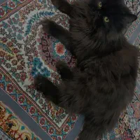 پرشین|گربه|میان جلگه, |دیوار