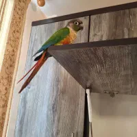 گرینچیک سخنگو رام رام|پرنده|زنجان, |دیوار