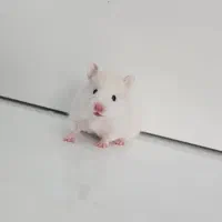 همستر|موش و خرگوش|بهبهان, |دیوار