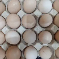 تخم مرغ محلی درشت