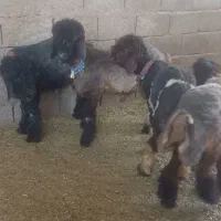 چهار عدد بره ماده و نر  داشتی سیاه