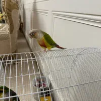 یک عدد طوطی گرینچیک آناناسی بالغ( حدودا ۱۸ ماهشه)