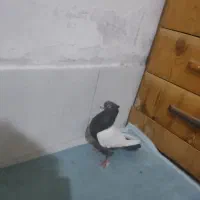 دوتا ماده سینه ابی یا سوسنی با سینه قهویی