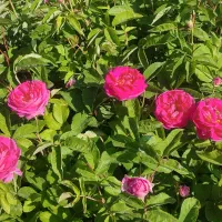 ریشه گل محمدی