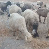 33راس شیشک میش داشتی بره دار و آبستن|حیوانات مزرعه|جره و بالاده, |دیوار