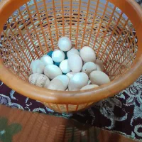 تخم مرغ محلی گپو گلین وطوسی دانه ۱۸۰۰۰۰