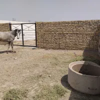 نریان ۴ساله