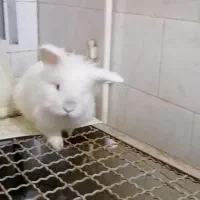 خرگوش لپ|موش و خرگوش|کرمان, |دیوار