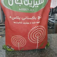 پاکستانی شیرین جان
