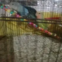 فروش ۴ عدد کوتوله برزیلی فوری فوری