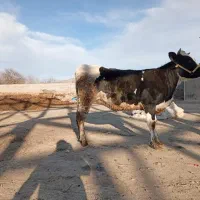 گاو|حیوانات مزرعه|ملایر, |دیوار