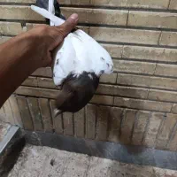 کفتر سینه سیاه|پرنده|مشهد, کوی دروی|دیوار