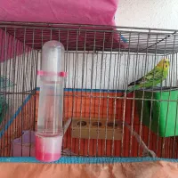 مرغ عشق مولدوچنتا فنچ نرگسی جوان نرو ماده|پرنده|رشت, جانبازان|دیوار