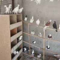 فروشی|پرنده|دامغان, |دیوار