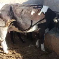 گاو و گوساله|حیوانات مزرعه|بردسیر, |دیوار