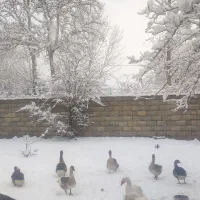 تخم نطفه دار قو غاز