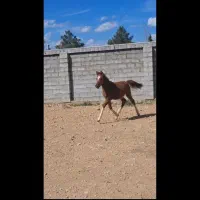 کره نریون ۷ ماهه جنس دار