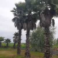 پالم واشنگتنی