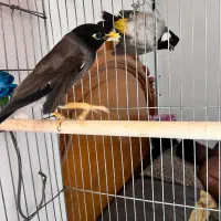 مرغ مینا|پرنده|بندرعباس, |دیوار