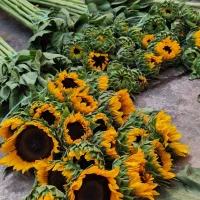 حراج واقعی گل آفتاب گردان زینتی