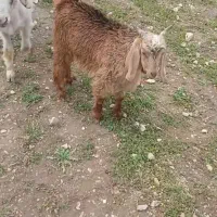 بز غالب شیر مس پروار