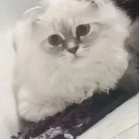 گربه پرشین اسکاتیش