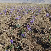 درخواست کارگر برای جمع آوری گل زعفران