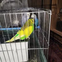 مرغ عشق رنگهای خاص|پرنده|صباشهر, |دیوار