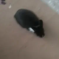 خرگوش احلی ماده