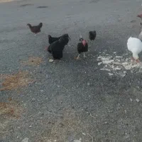 مرغ خروس غاز بوقلمون