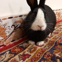 خرگوش زیبا،بازیگوش|موش و خرگوش|اردبیل, |دیوار