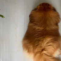 واگذاری پامر