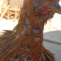 سه تا نیمچه خروس بومی گلین|حیوانات مزرعه|برخوار, |دیوار