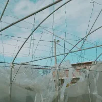 گلخانه-حدود-200متری